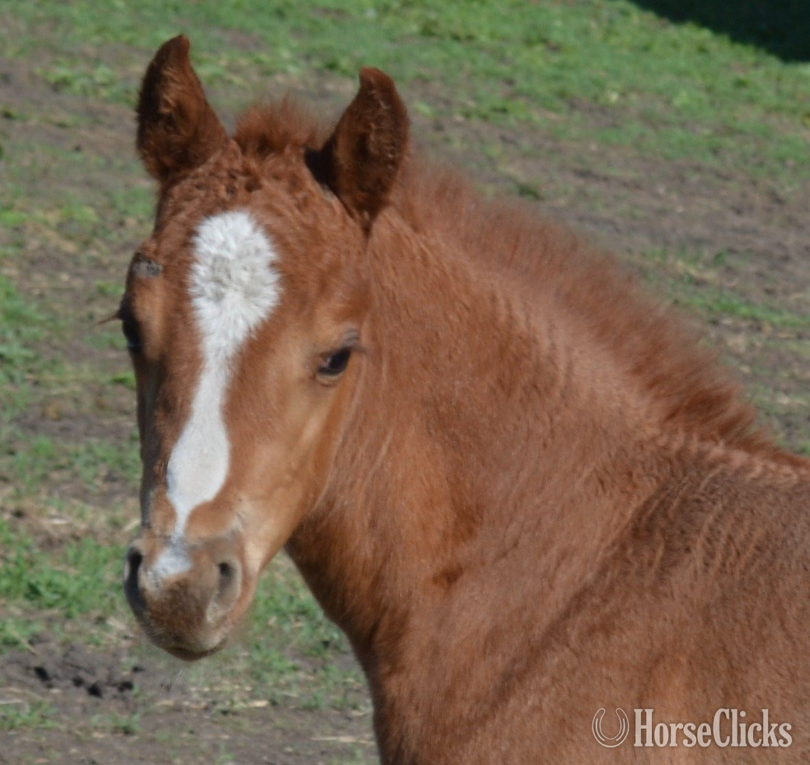 Missouri "Sann Dee - Pymts OK" Red Roan Filly Quarter Horse