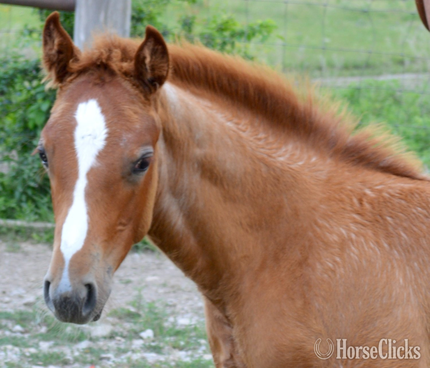 Missouri "Sann Dee - Pymts OK" Red Roan Filly Quarter Horse