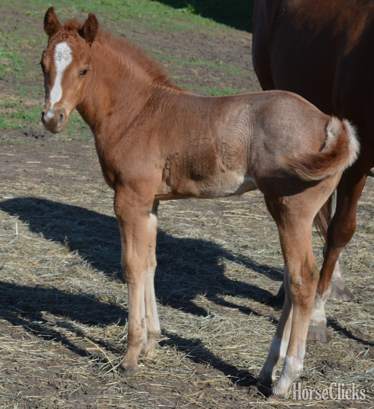 "Sann Dee - Pymts OK" Red Roan Filly Quarter Horse - Quarter Horse in Missouri