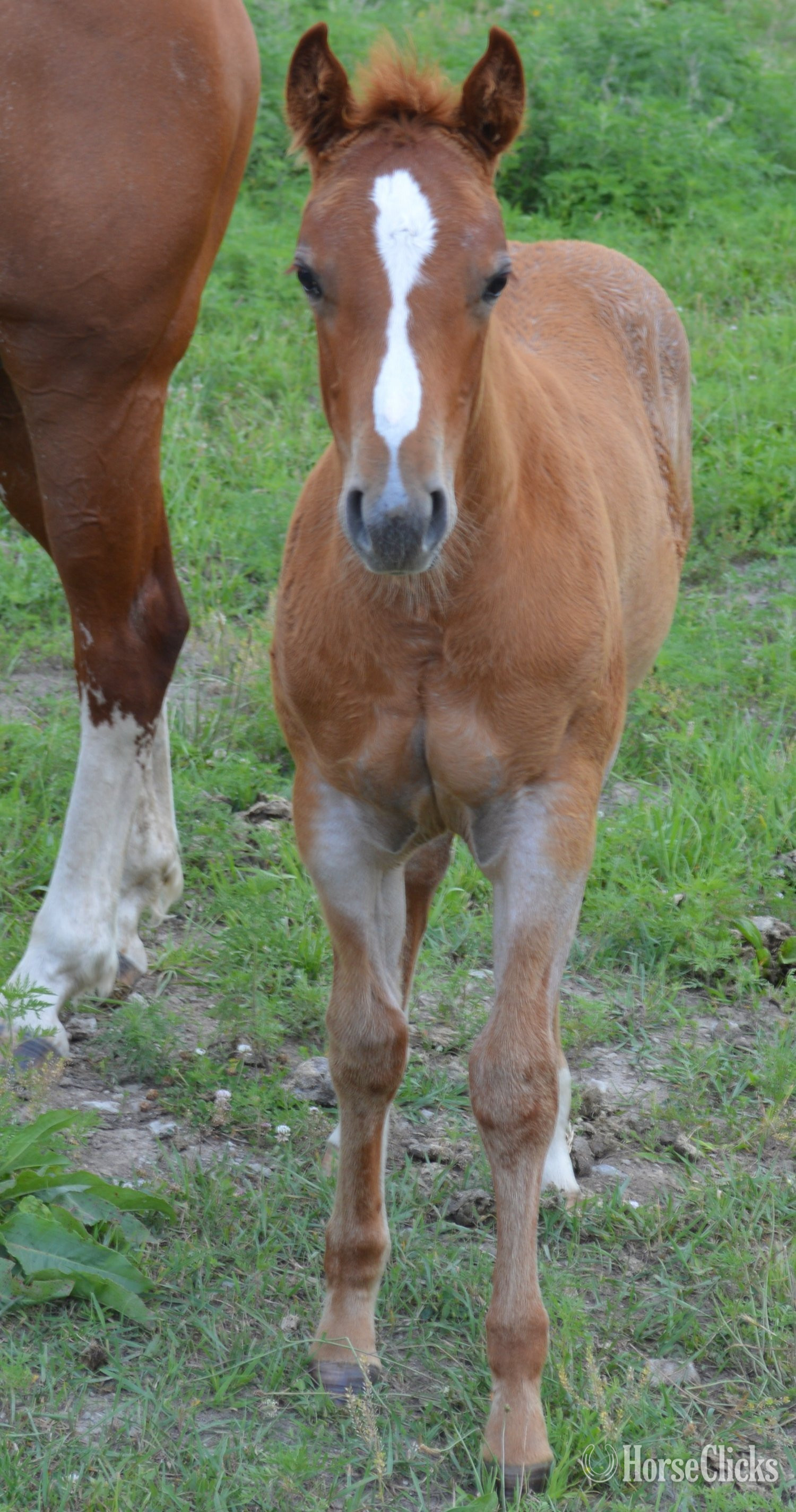 "Sann Dee - Pymts OK" Red Roan Filly Quarter Horse - Quarter Horse in Missouri