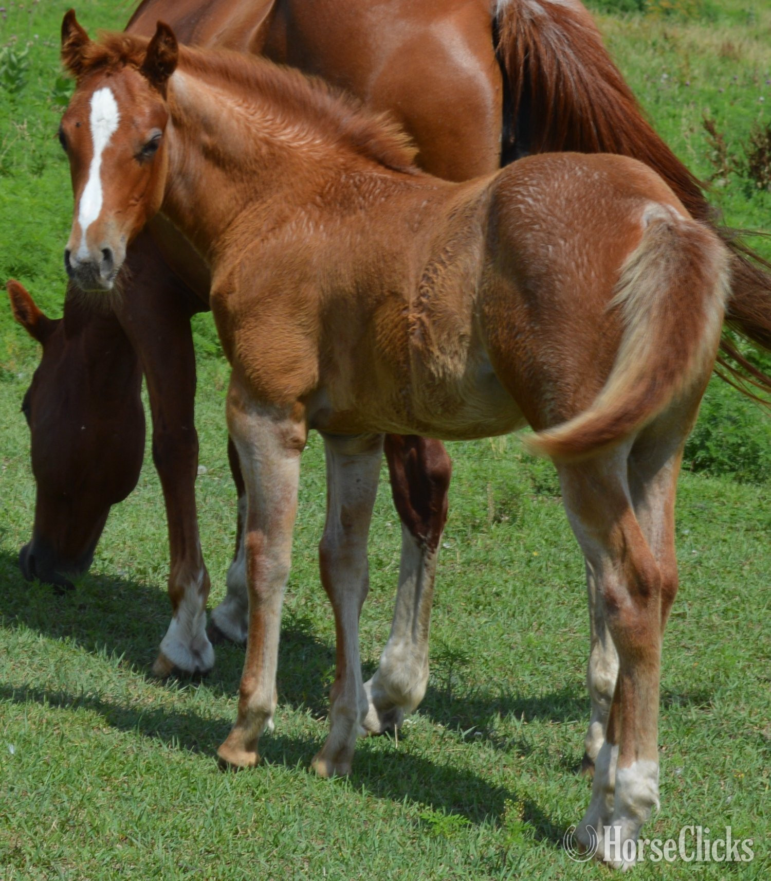 "Sann Dee - Pymts OK" Red Roan Filly Quarter Horse - Quarter Horse