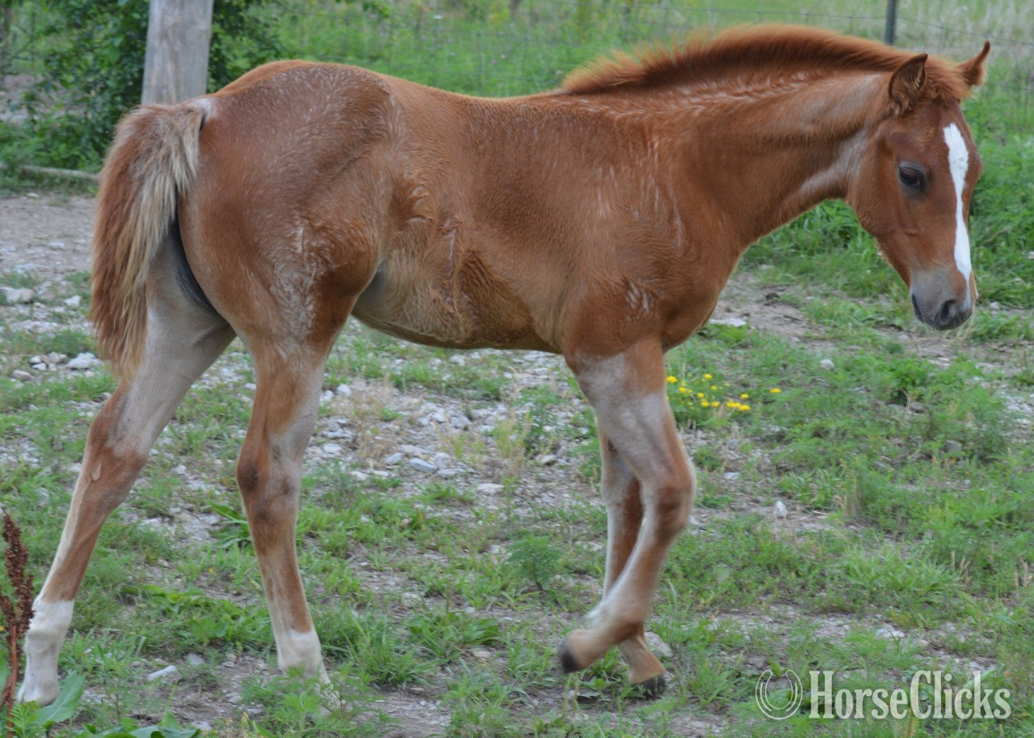 "Sann Dee - Pymts OK" Red Roan Filly Quarter Horse Missouri
