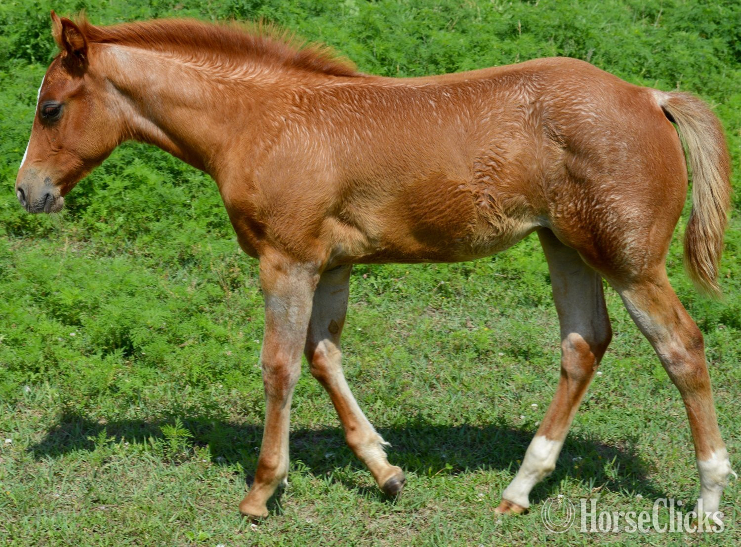 Quarter Horse - "Sann Dee - Pymts OK" Red Roan Filly Quarter Horse in Missouri