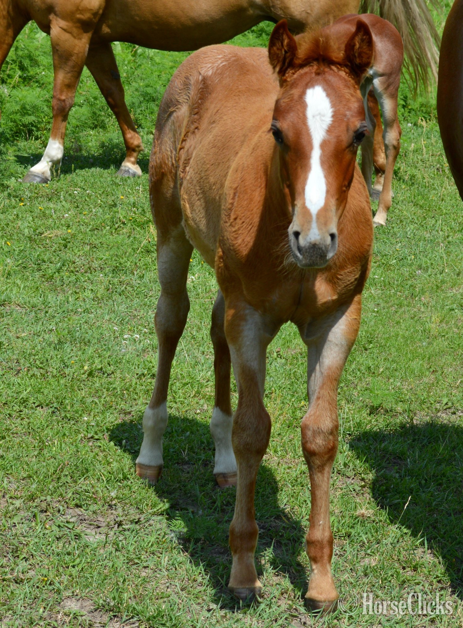Quarter Horse - "Sann Dee - Pymts OK" Red Roan Filly Quarter Horse