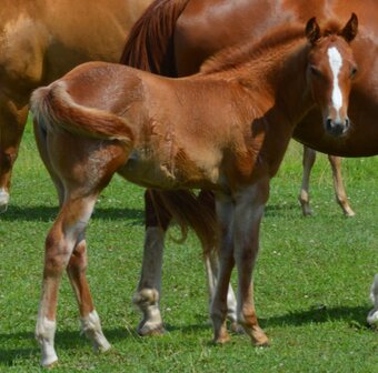 "Sann Dee - Pymts OK" Red Roan Filly Quarter Horse