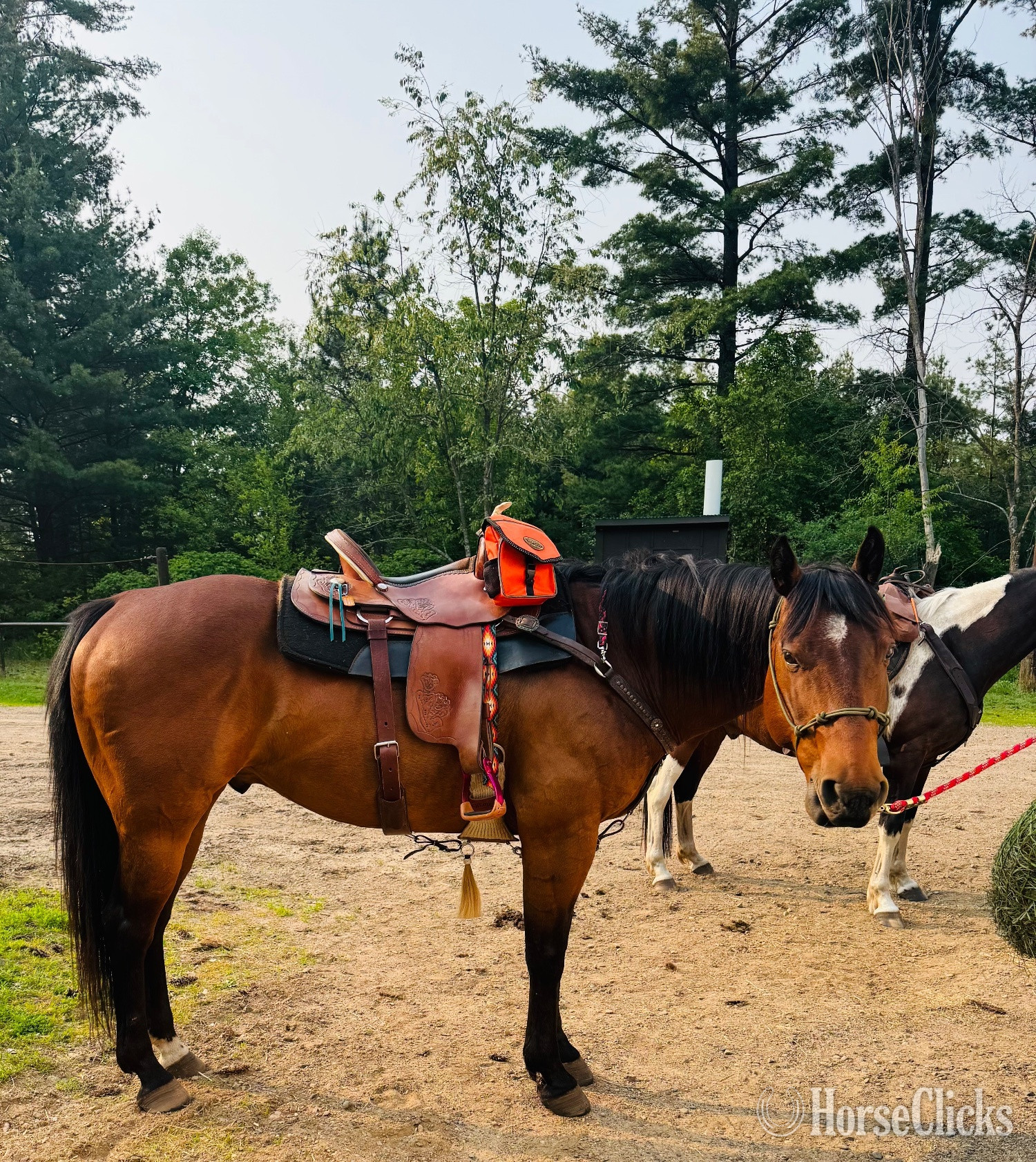 "Baxter " Bay Gelding Quarter Horse in Wisconsin