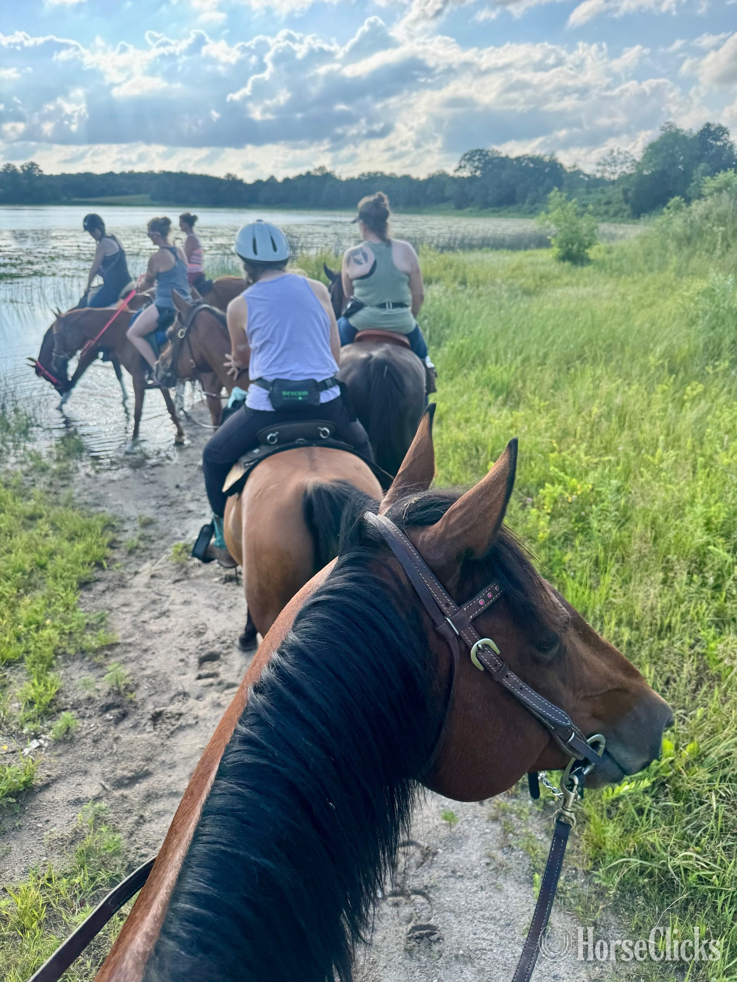 "Baxter " Bay Gelding Quarter Horse