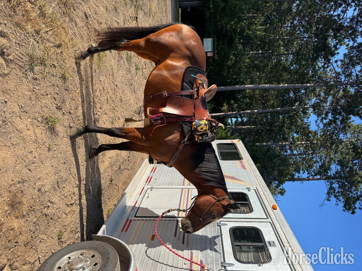 Wisconsin "Baxter " Bay Gelding Quarter Horse