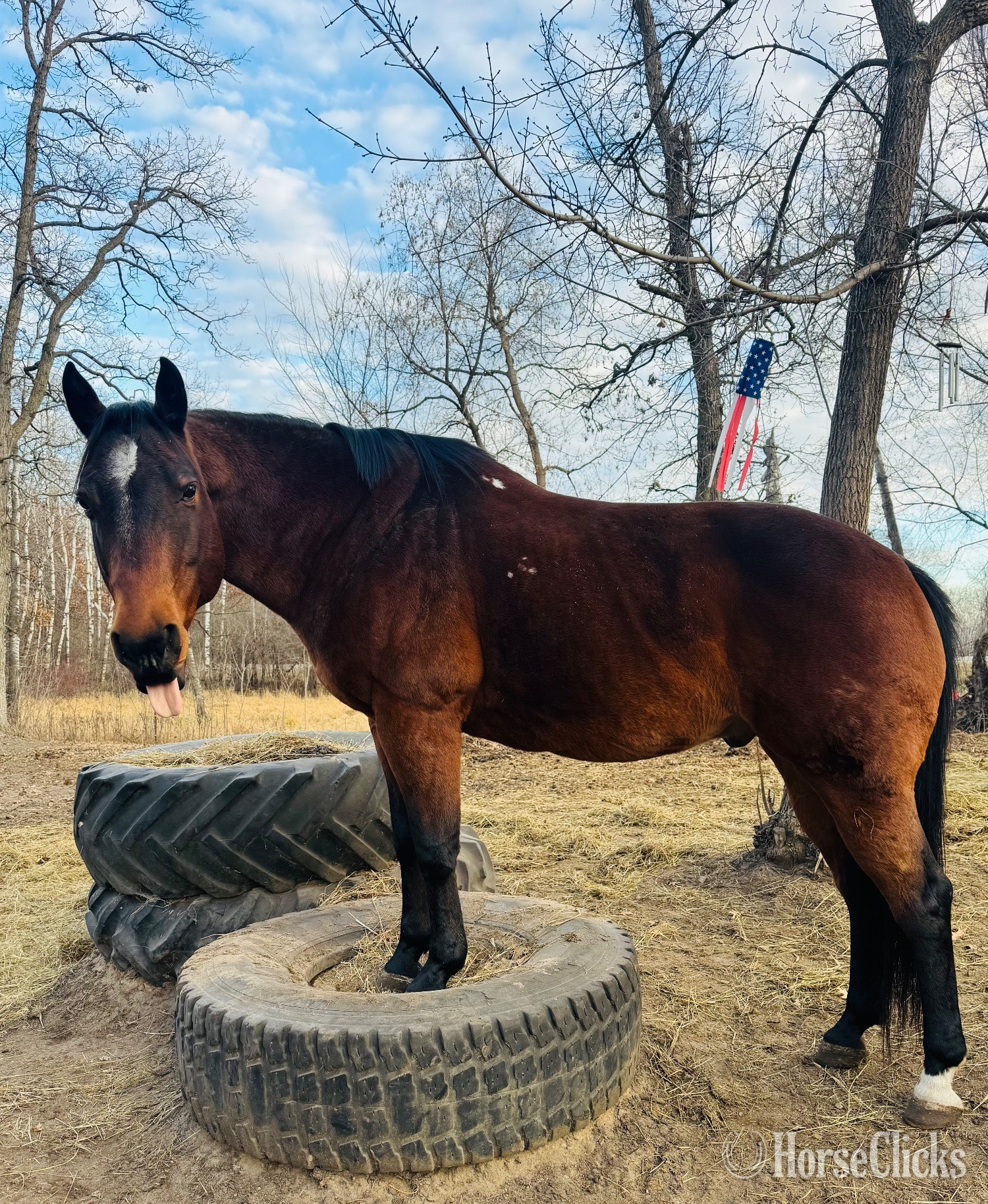 "Baxter " Bay Gelding Quarter Horse - Quarter Horse in Wisconsin