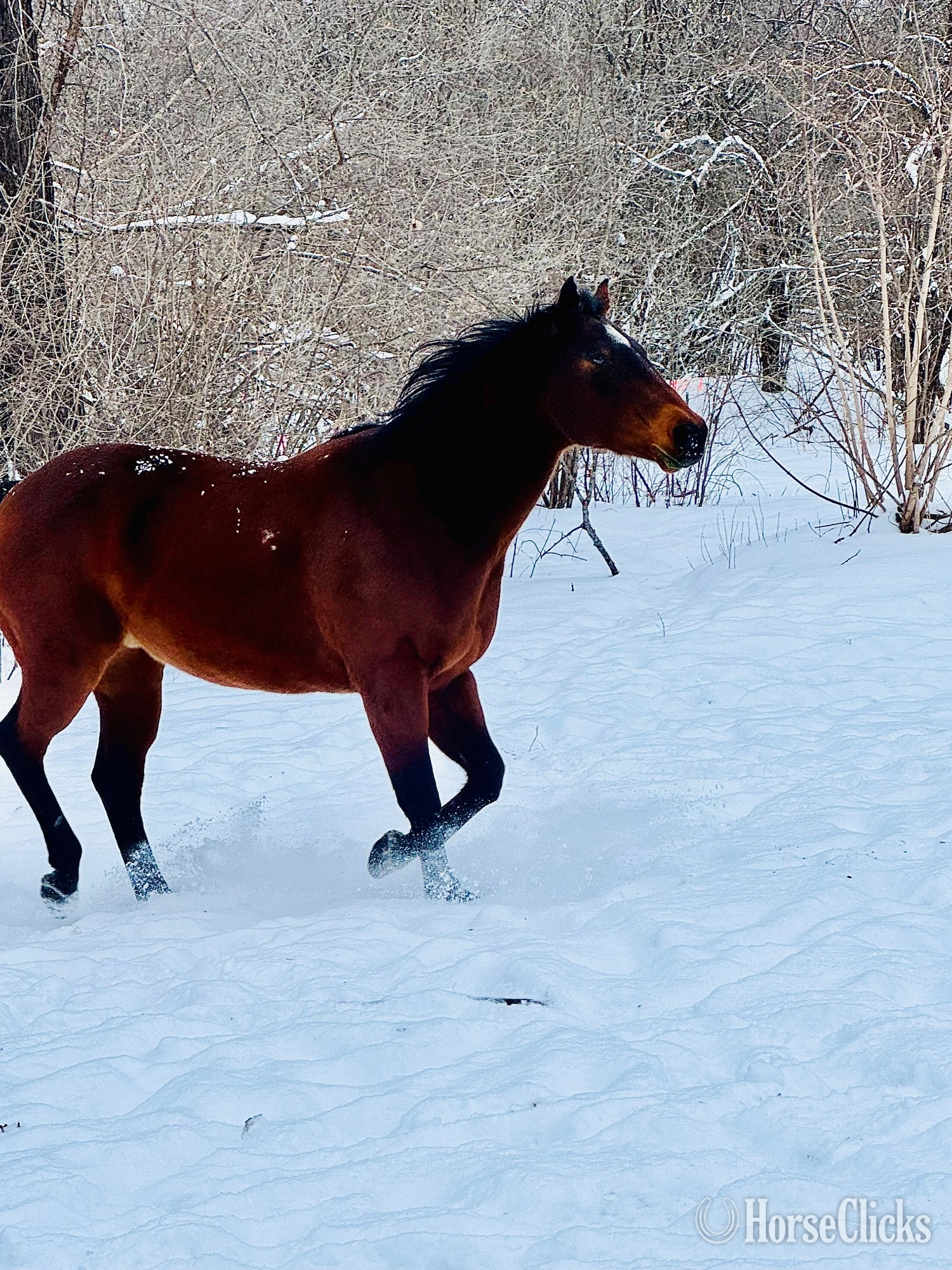 "Baxter " Bay Gelding Quarter Horse - Quarter Horse