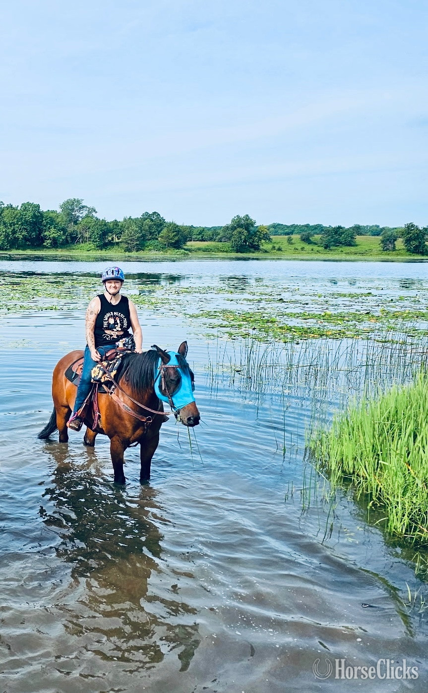 "Baxter " Bay Gelding Quarter Horse Wisconsin