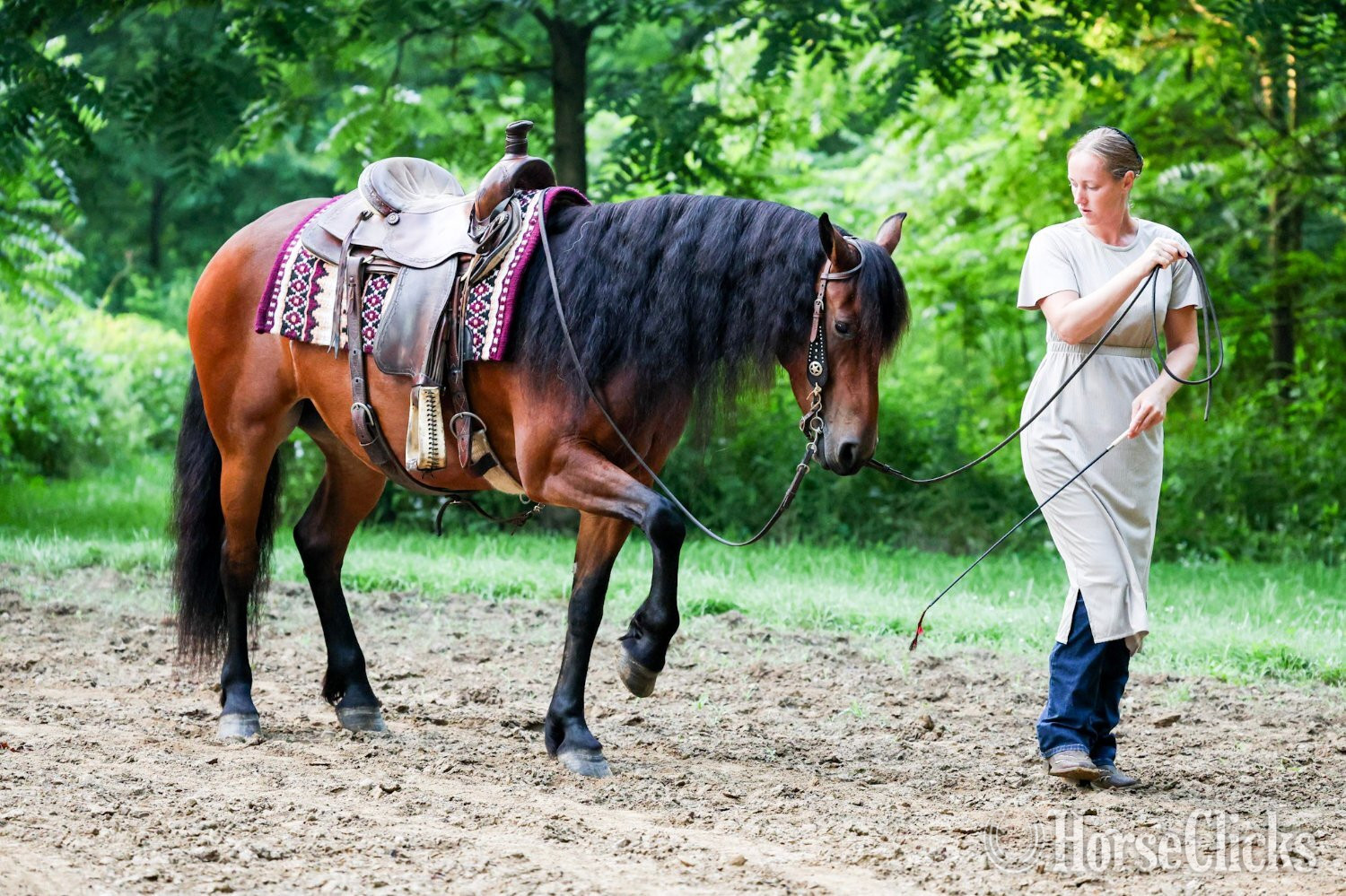 "Ed's Dancing Raven " Bay Mare Friesian - Friesian in Kentucky