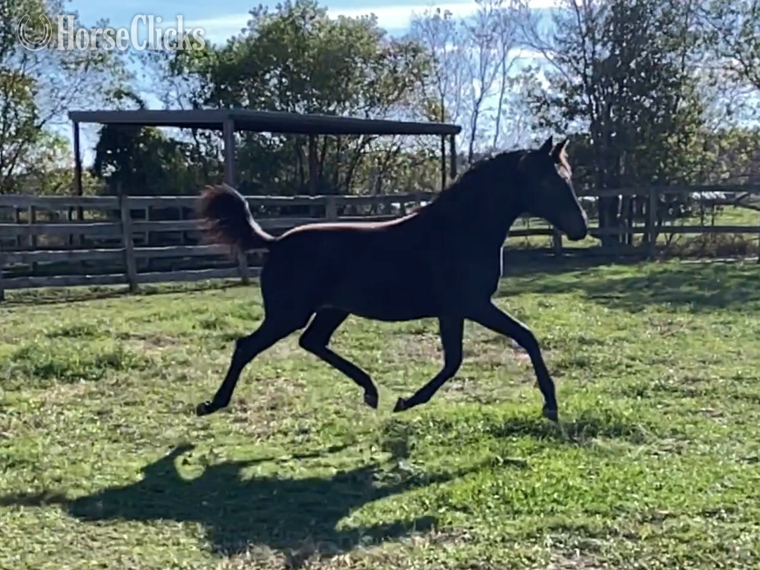 "Ulrika LOL" Black Filly Dutch Warmblood in Texas