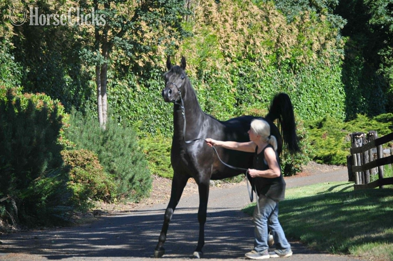 "Penta Jubilee" Bay Gelding Arabian in Oregon