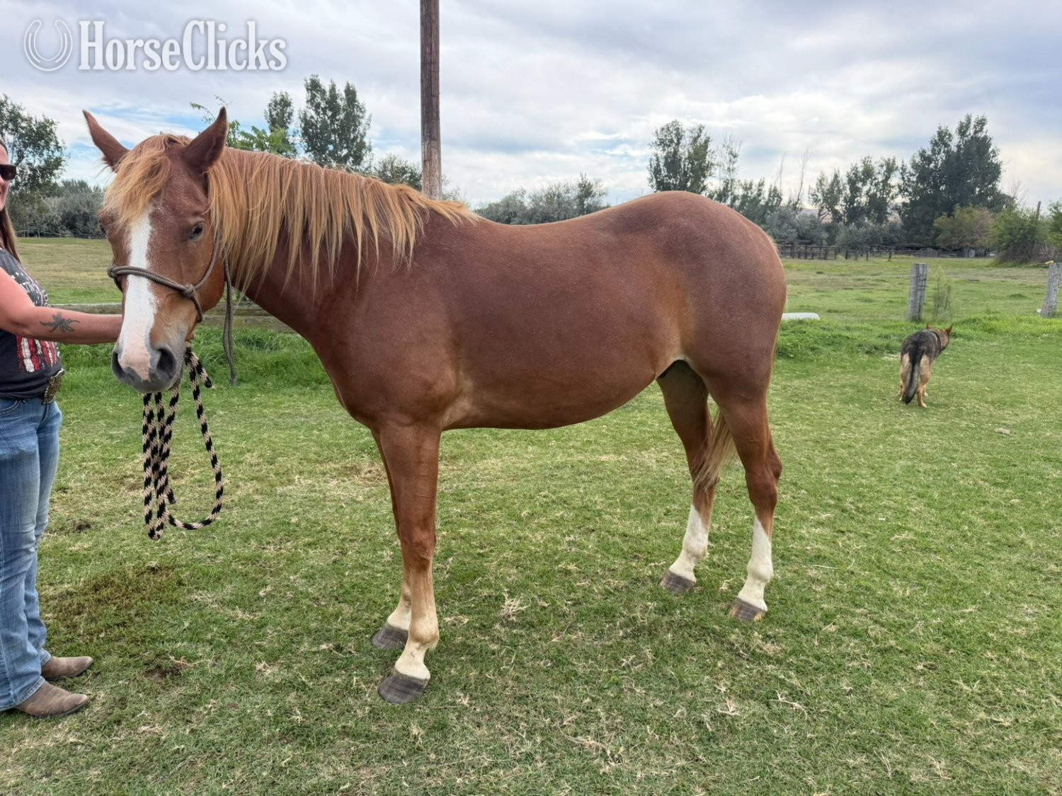 "Romeo " Chestnut Gelding Quarter Horse in Washington