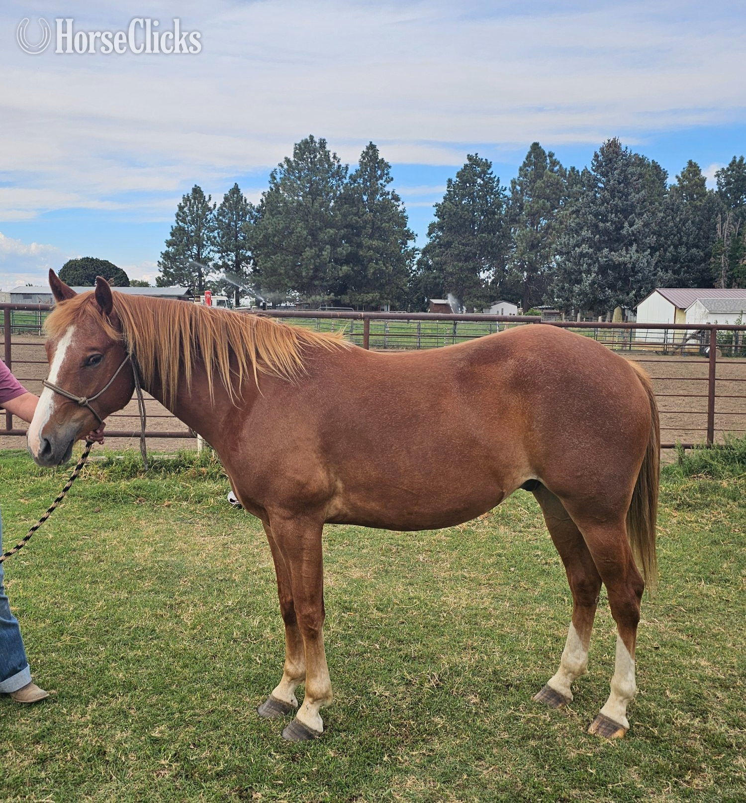 "Romeo " Chestnut Gelding Quarter Horse