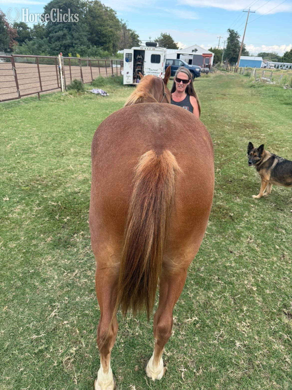 Washington "Romeo " Chestnut Gelding Quarter Horse