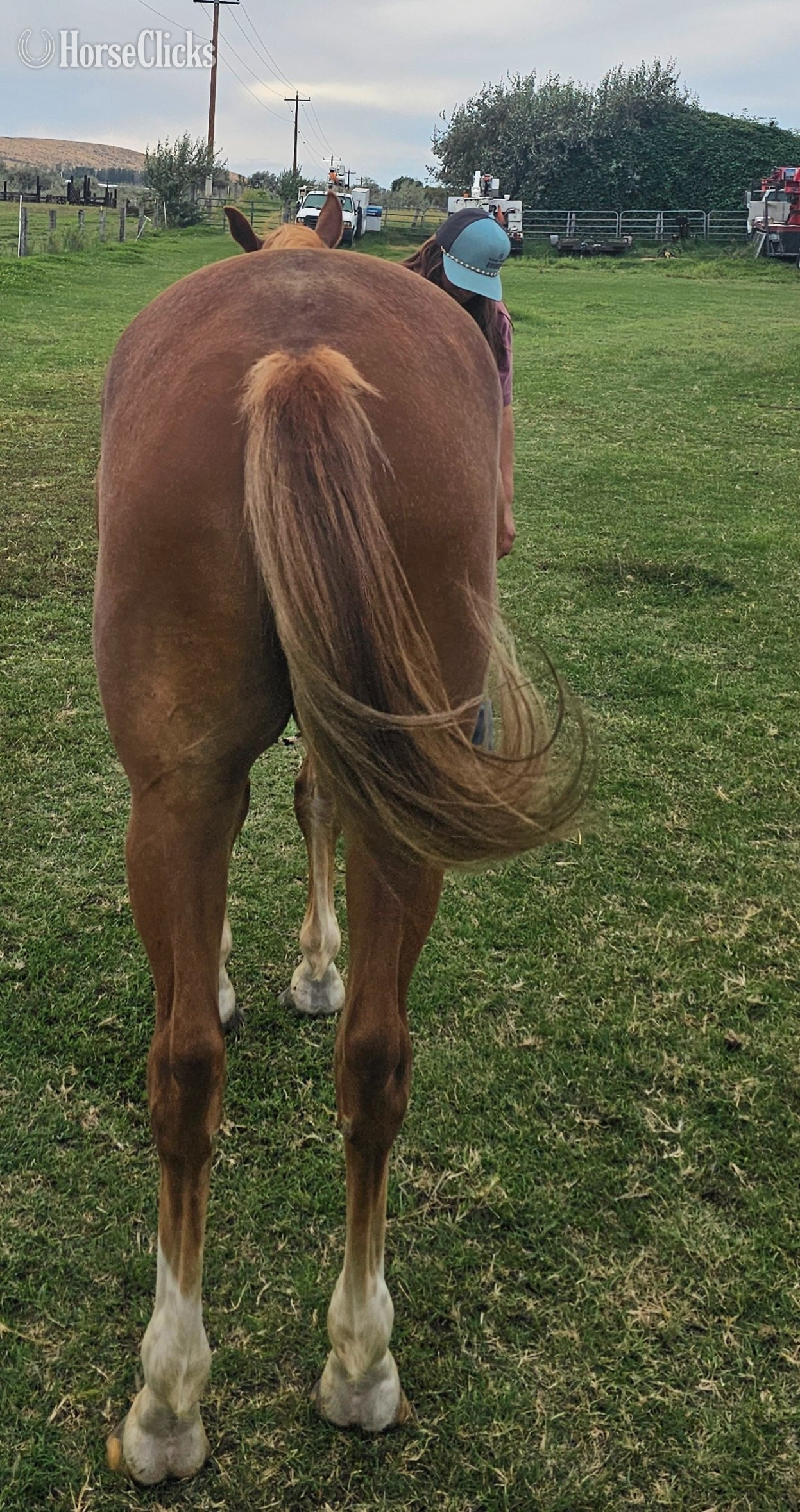 "Romeo " Chestnut Gelding Quarter Horse - Quarter Horse in Washington