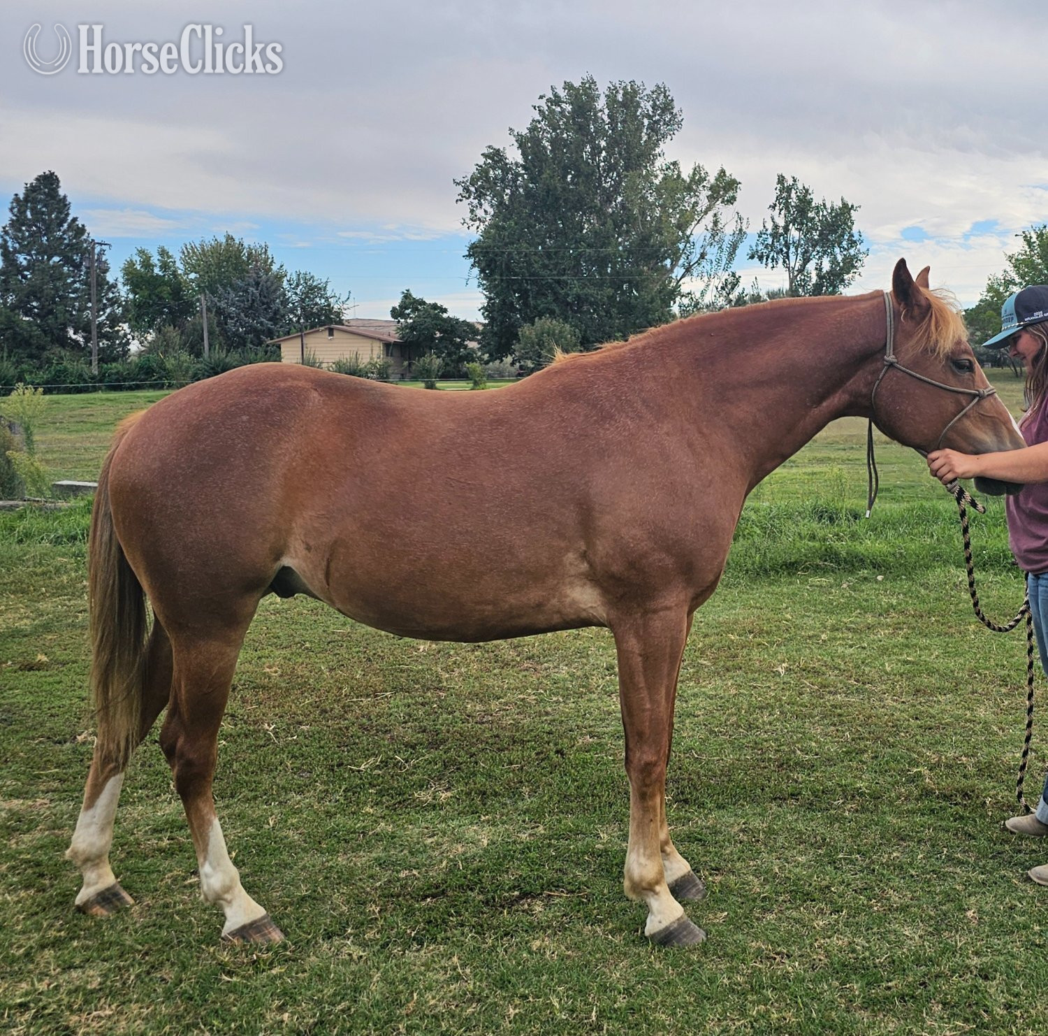 "Romeo " Chestnut Gelding Quarter Horse - Quarter Horse