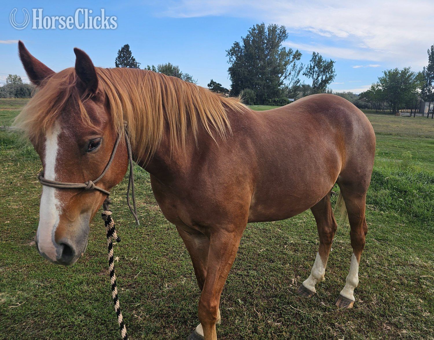 Quarter Horse - "Romeo " Chestnut Gelding Quarter Horse in Washington