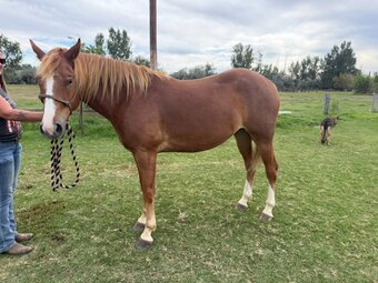 "Romeo " Chestnut Gelding Quarter Horse