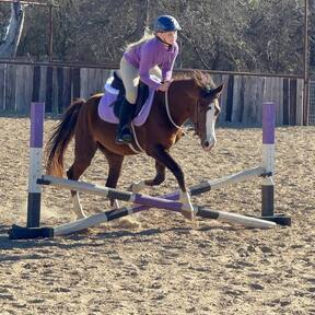 "Amiga" Chestnut Mare Welsh Pony