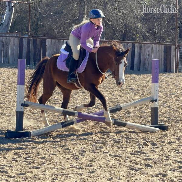 "Amiga" Chestnut Mare Welsh Pony in Texas