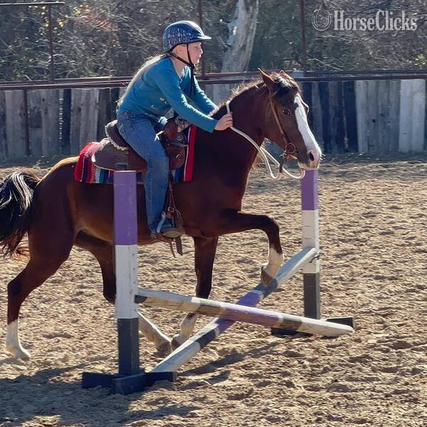 "Amiga" Chestnut Mare Welsh Pony