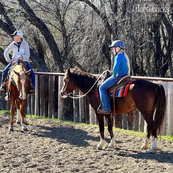 Texas "Amiga" Chestnut Mare Welsh Pony
