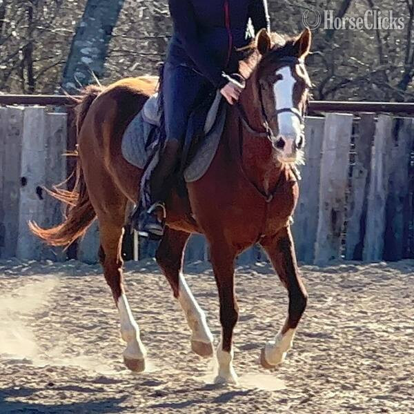 "Amiga" Chestnut Mare Welsh Pony - Welsh Pony in Texas