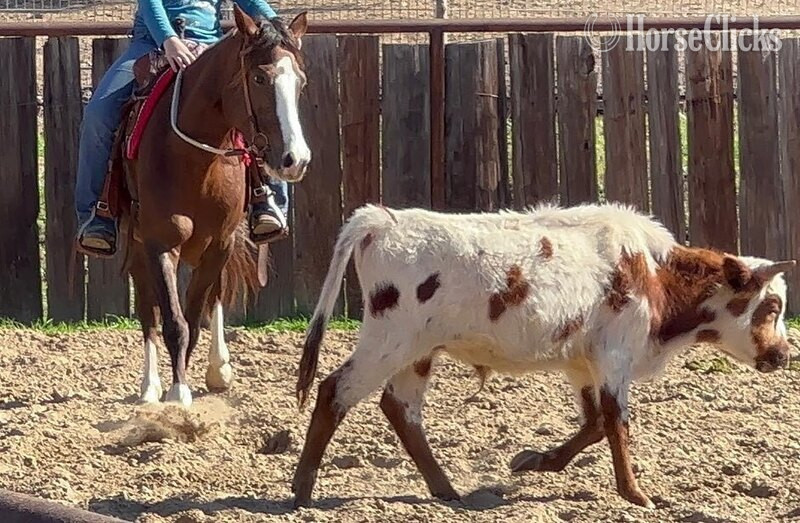 "Amiga" Chestnut Mare Welsh Pony - Welsh Pony