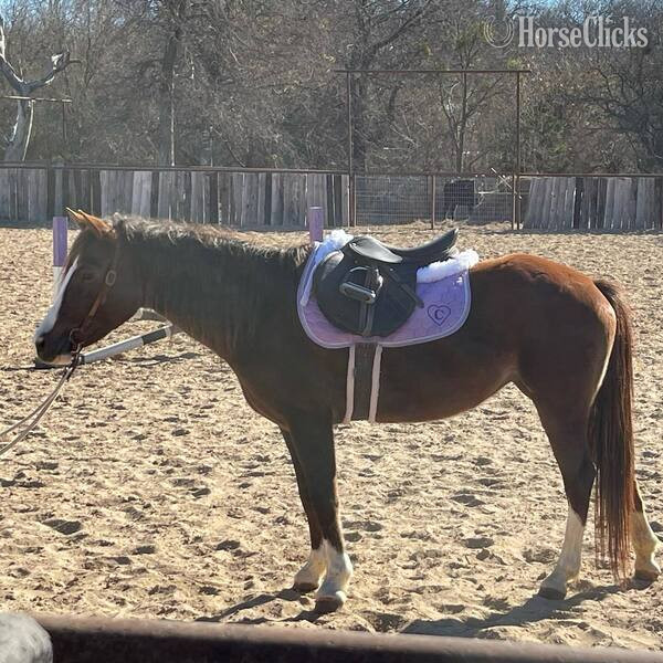 "Amiga" Chestnut Mare Welsh Pony Texas