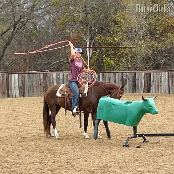 Welsh Pony - "Amiga" Chestnut Mare Welsh Pony in Texas