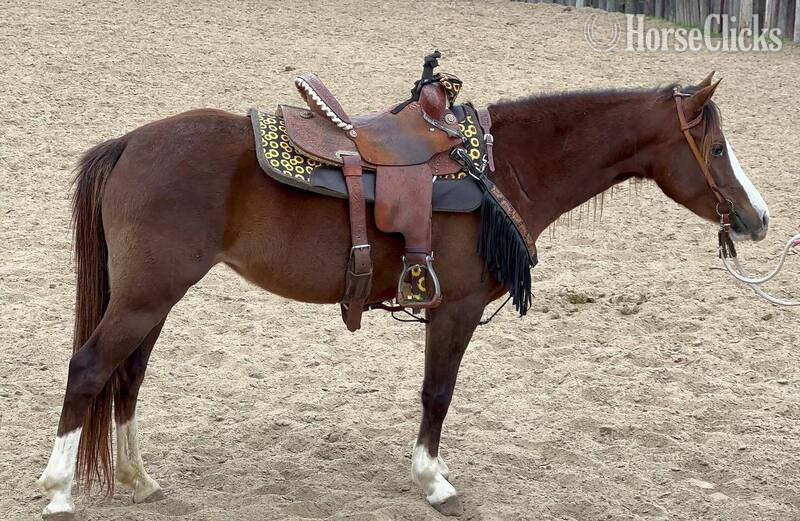 Welsh Pony - "Amiga" Chestnut Mare Welsh Pony