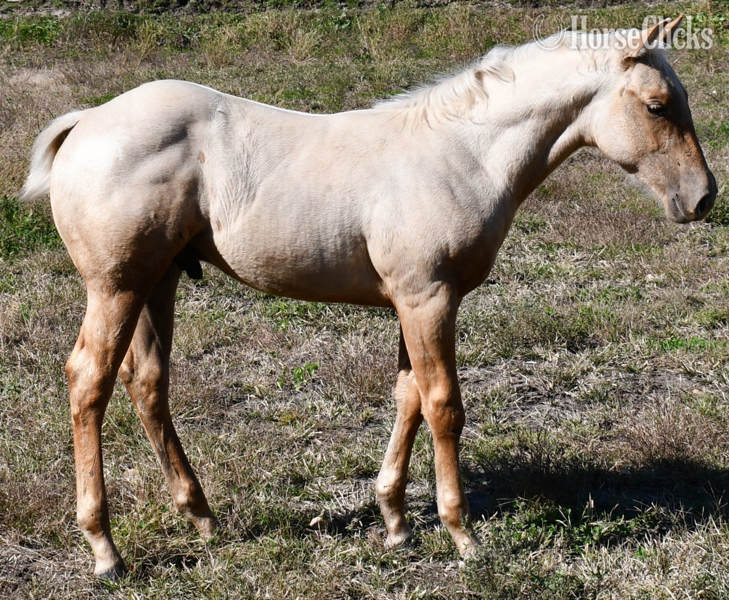 "Playgun, Red Eyed Kipp, Show Me A Song J" Palomino Colt Quarter Horse - Quarter Horse in Missouri