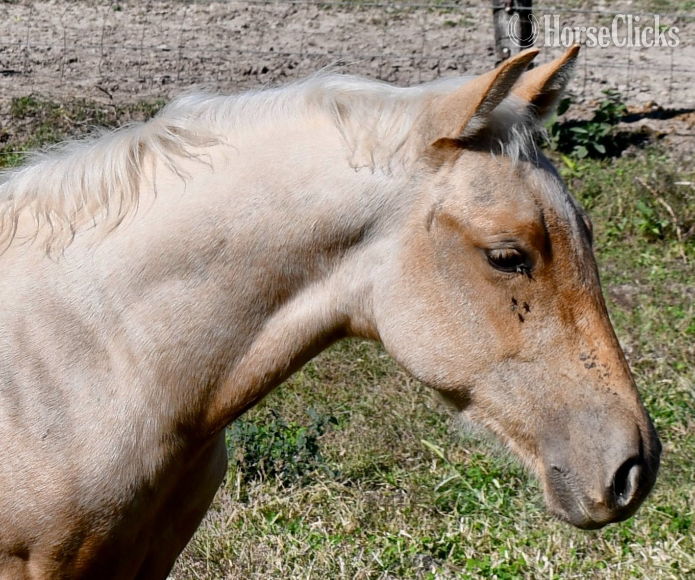 "Playgun, Red Eyed Kipp, Show Me A Song J" Palomino Colt Quarter Horse Missouri