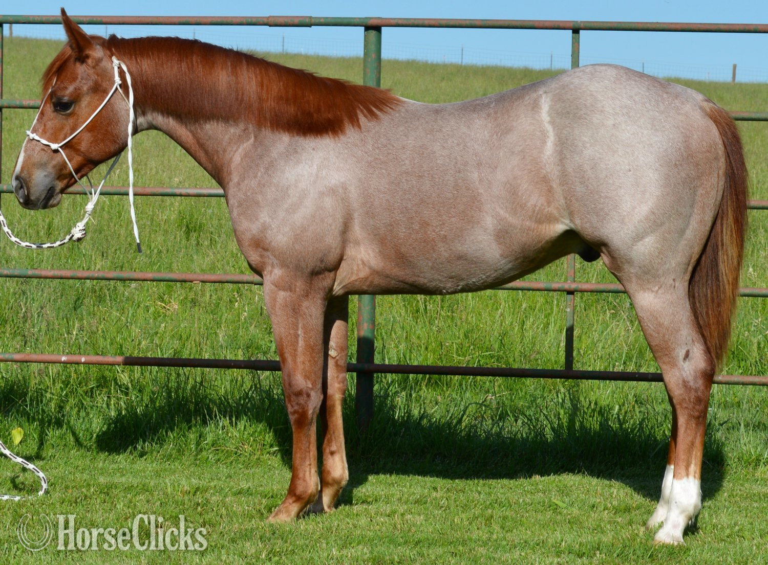 "Cas Sann Ova" Red Roan Colt Quarter Horse in Missouri