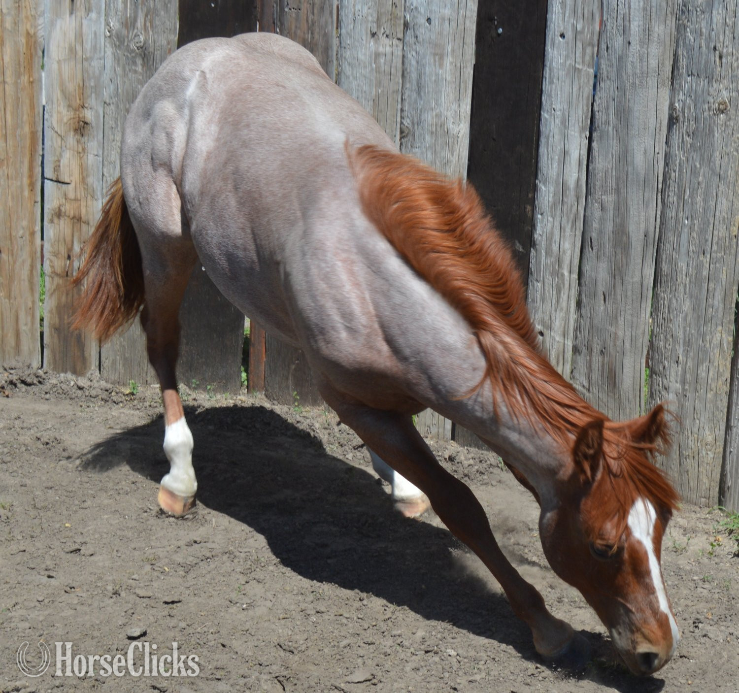 "Cas Sann Ova" Red Roan Colt Quarter Horse
