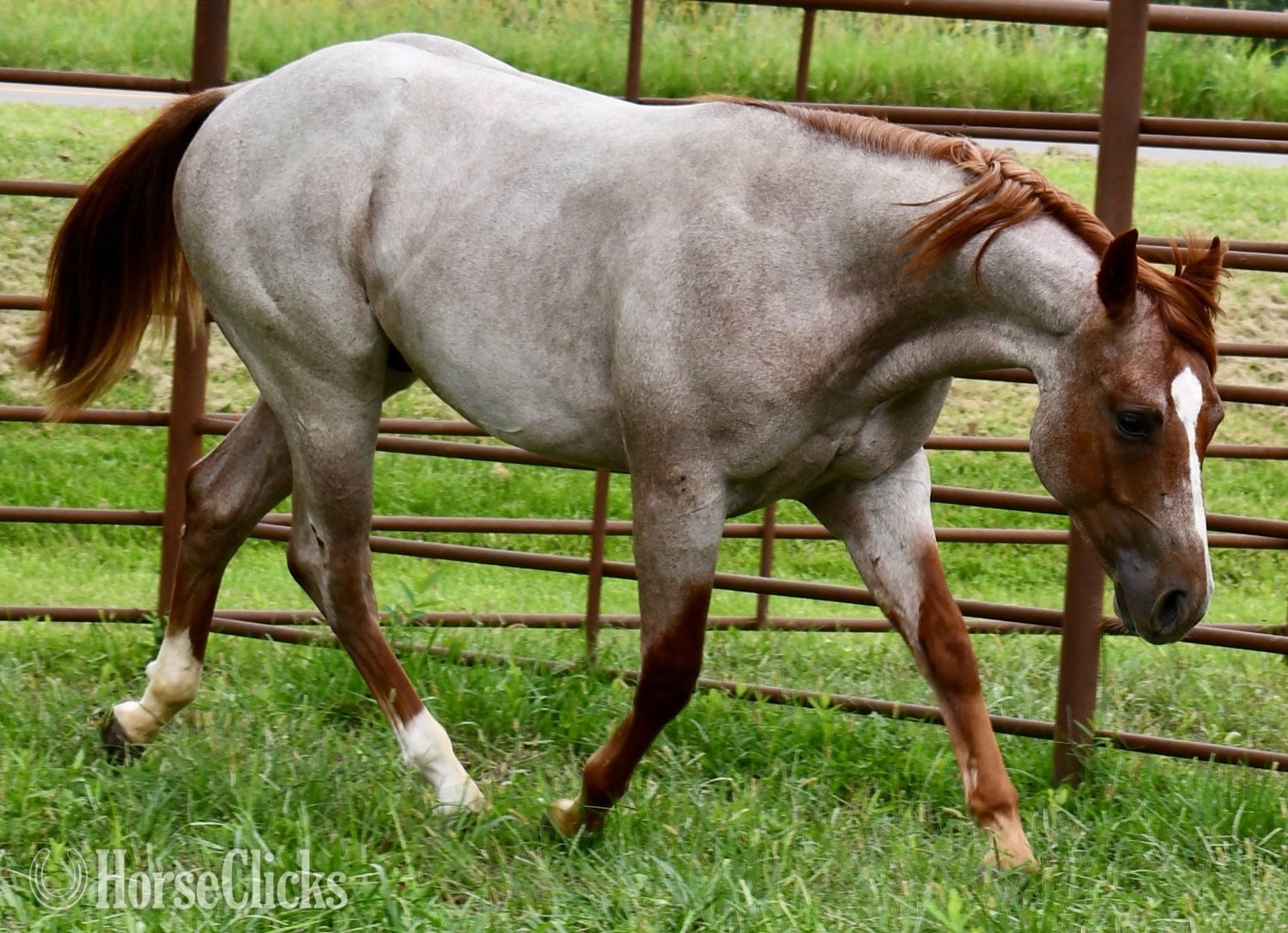 "Cas Sann Ova" Red Roan Colt Quarter Horse