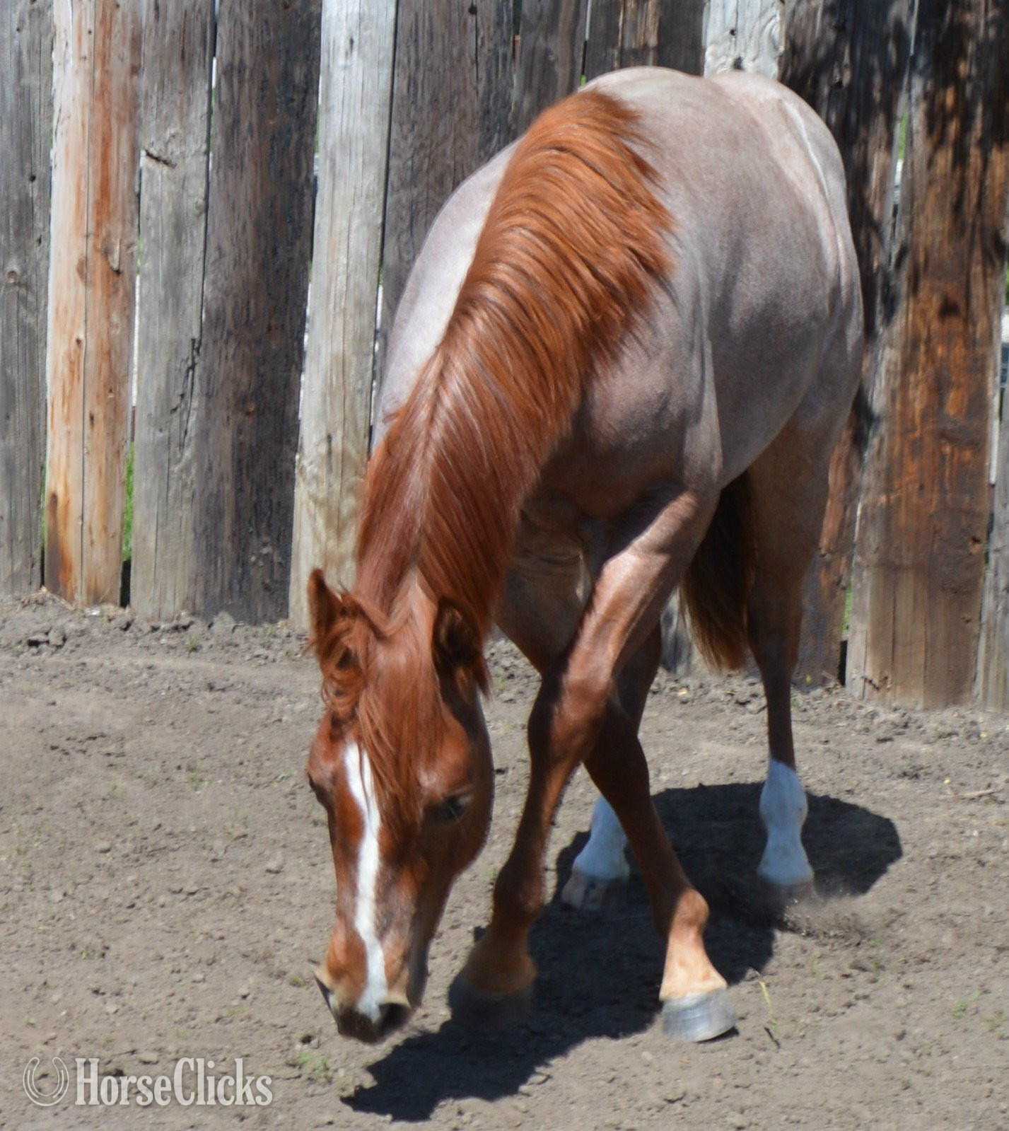 "Cas Sann Ova" Red Roan Colt Quarter Horse - Quarter Horse in Missouri