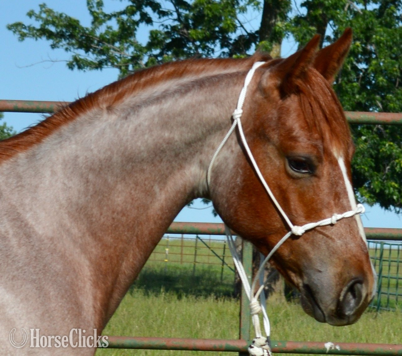 "Cas Sann Ova" Red Roan Colt Quarter Horse - Quarter Horse