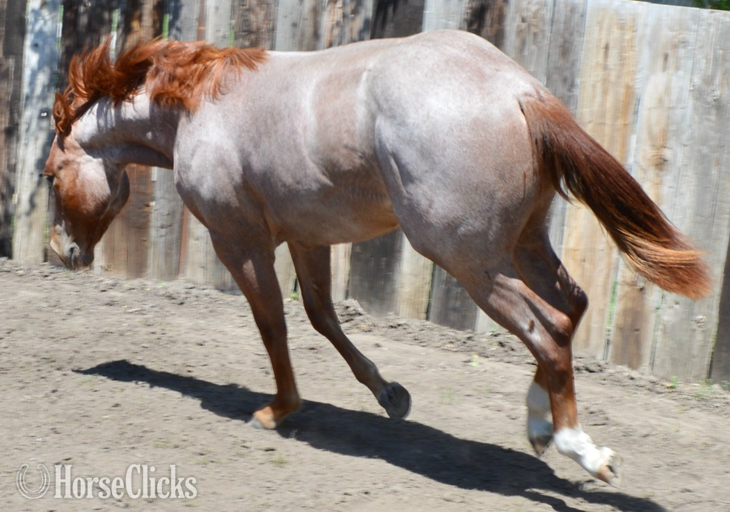 "Cas Sann Ova" Red Roan Colt Quarter Horse Missouri