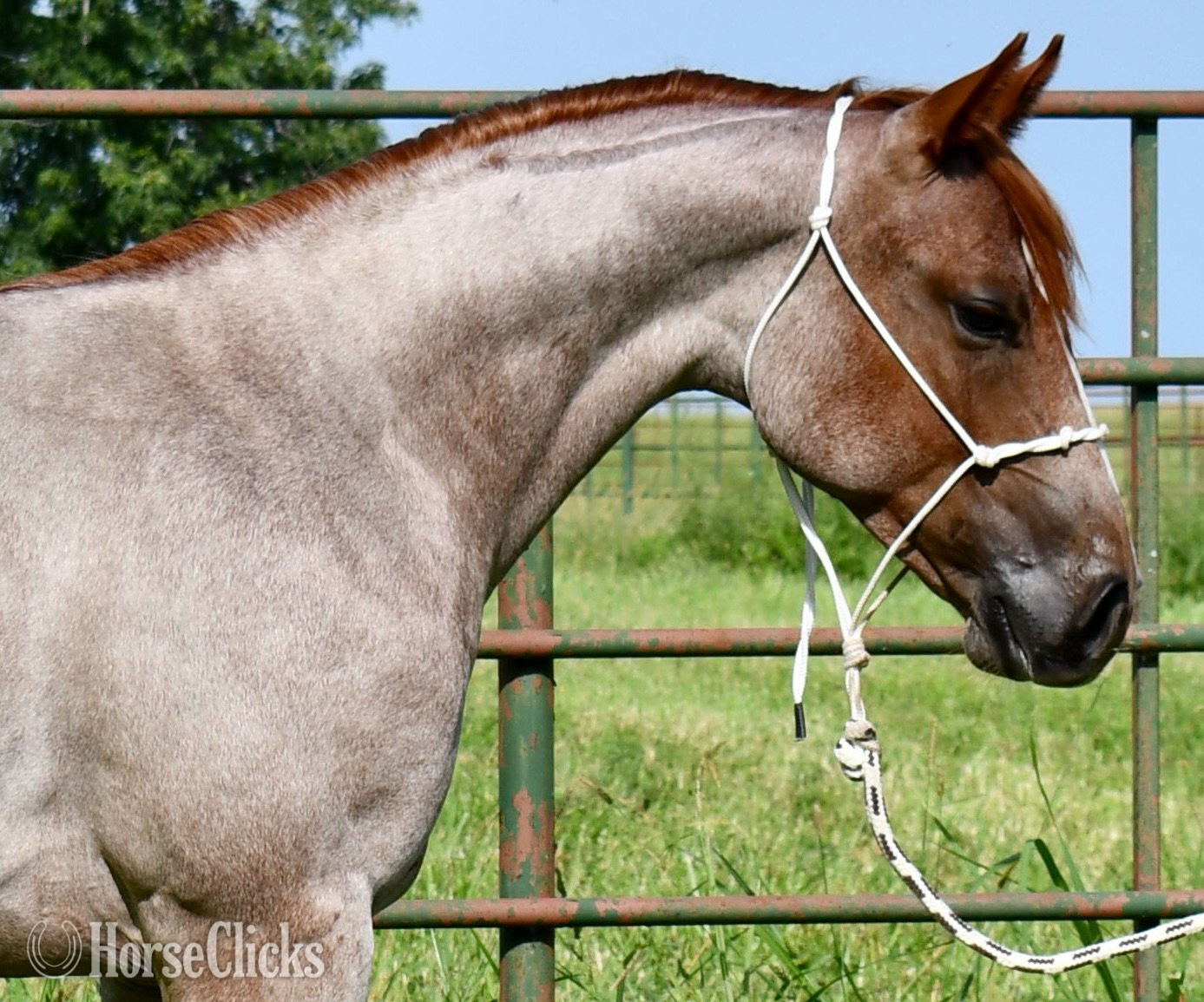"Cas Sann Ova" Red Roan Colt Quarter Horse Missouri