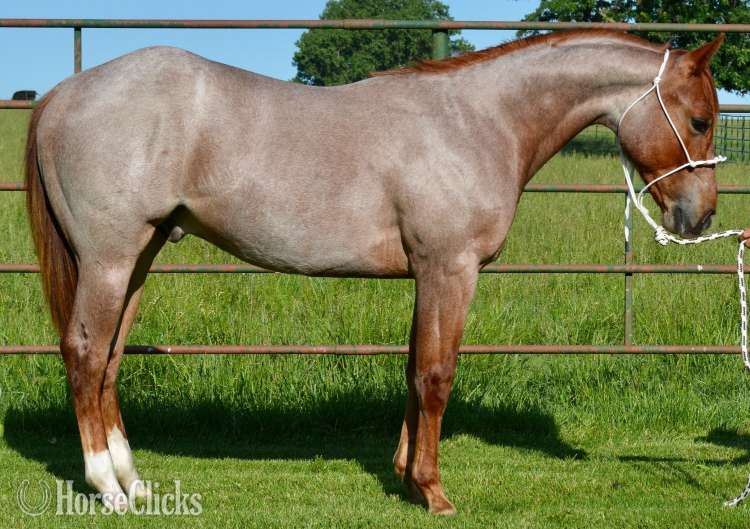 Quarter Horse - "Cas Sann Ova" Red Roan Colt Quarter Horse in Missouri