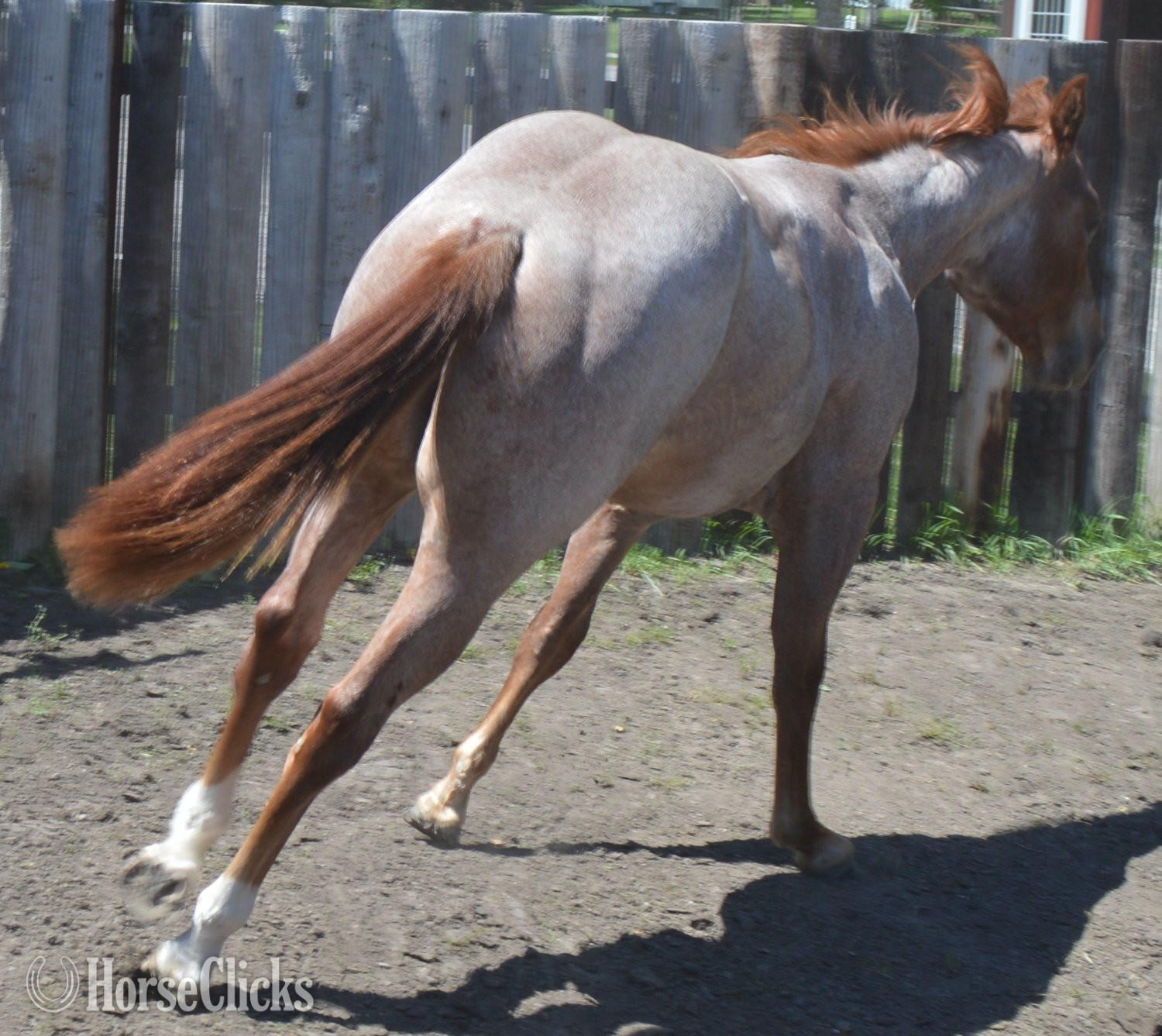 Quarter Horse - "Cas Sann Ova" Red Roan Colt Quarter Horse