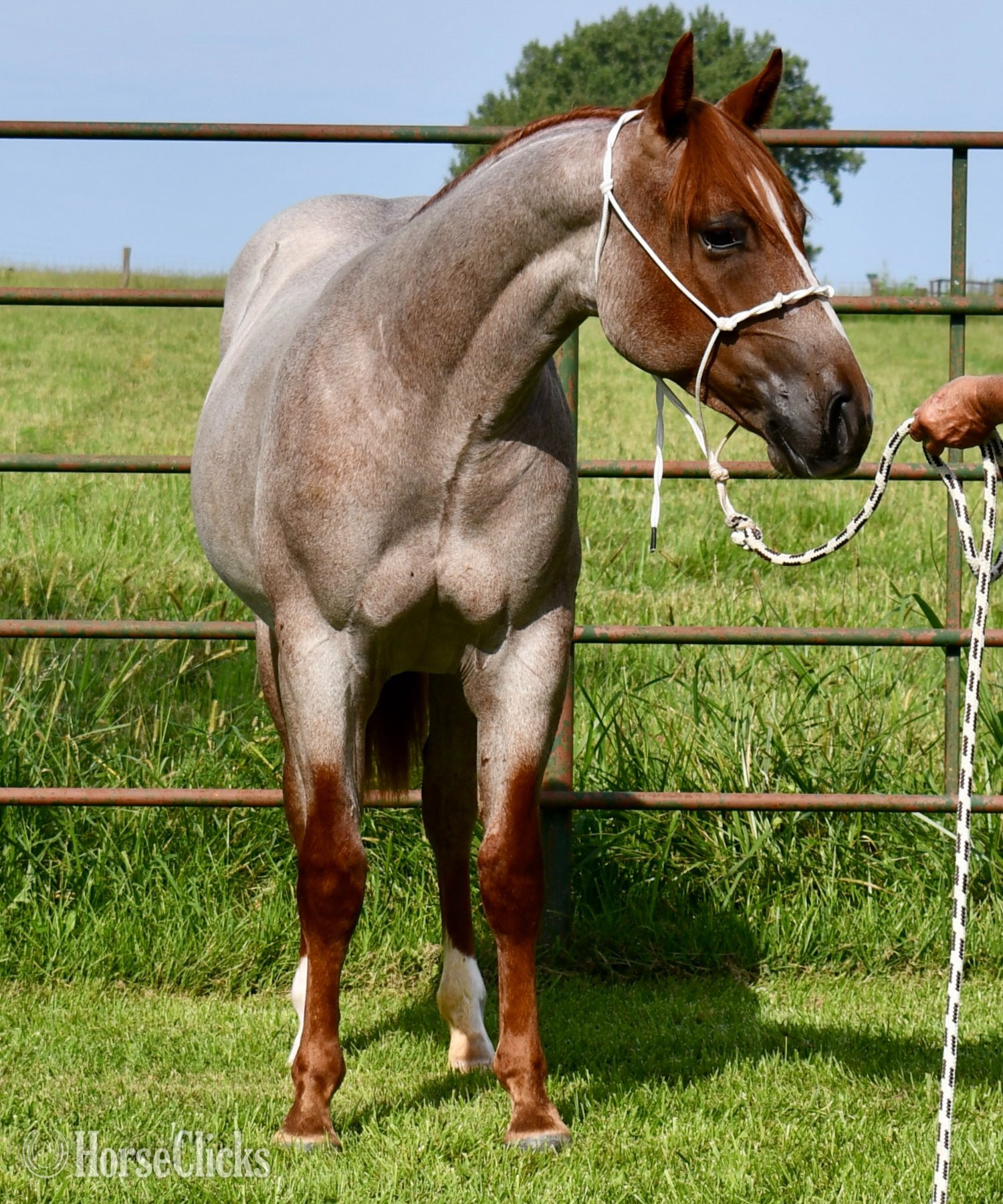 Quarter Horse - "Cas Sann Ova" Red Roan Colt Quarter Horse