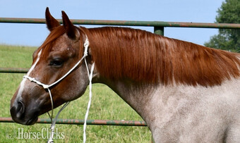 "Cas Sann Ova" Red Roan Colt Quarter Horse