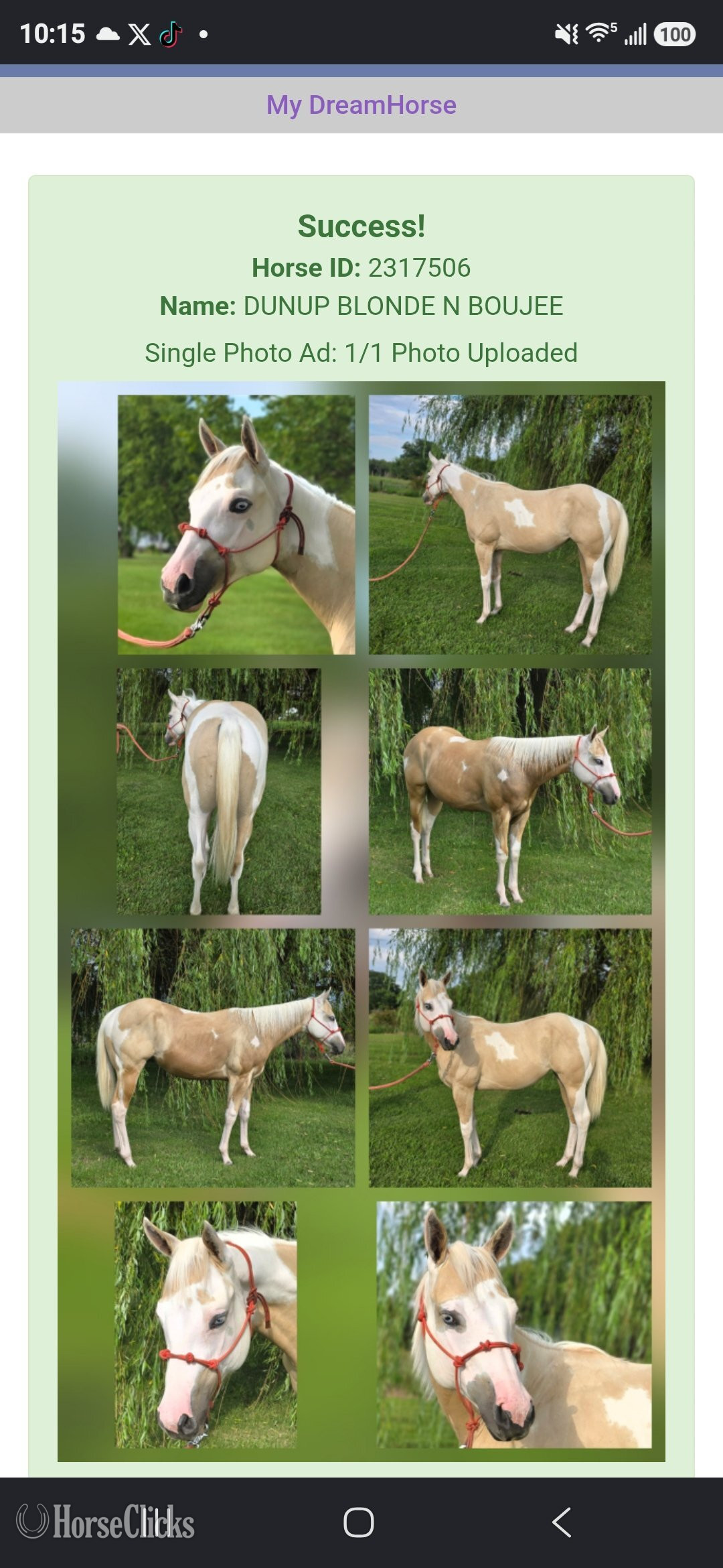 "DUNUP BLONDE N BOUJEE " Palomino Filly Paint in Missouri