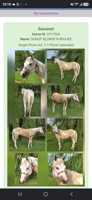 "DUNUP BLONDE N BOUJEE " Palomino Filly Paint