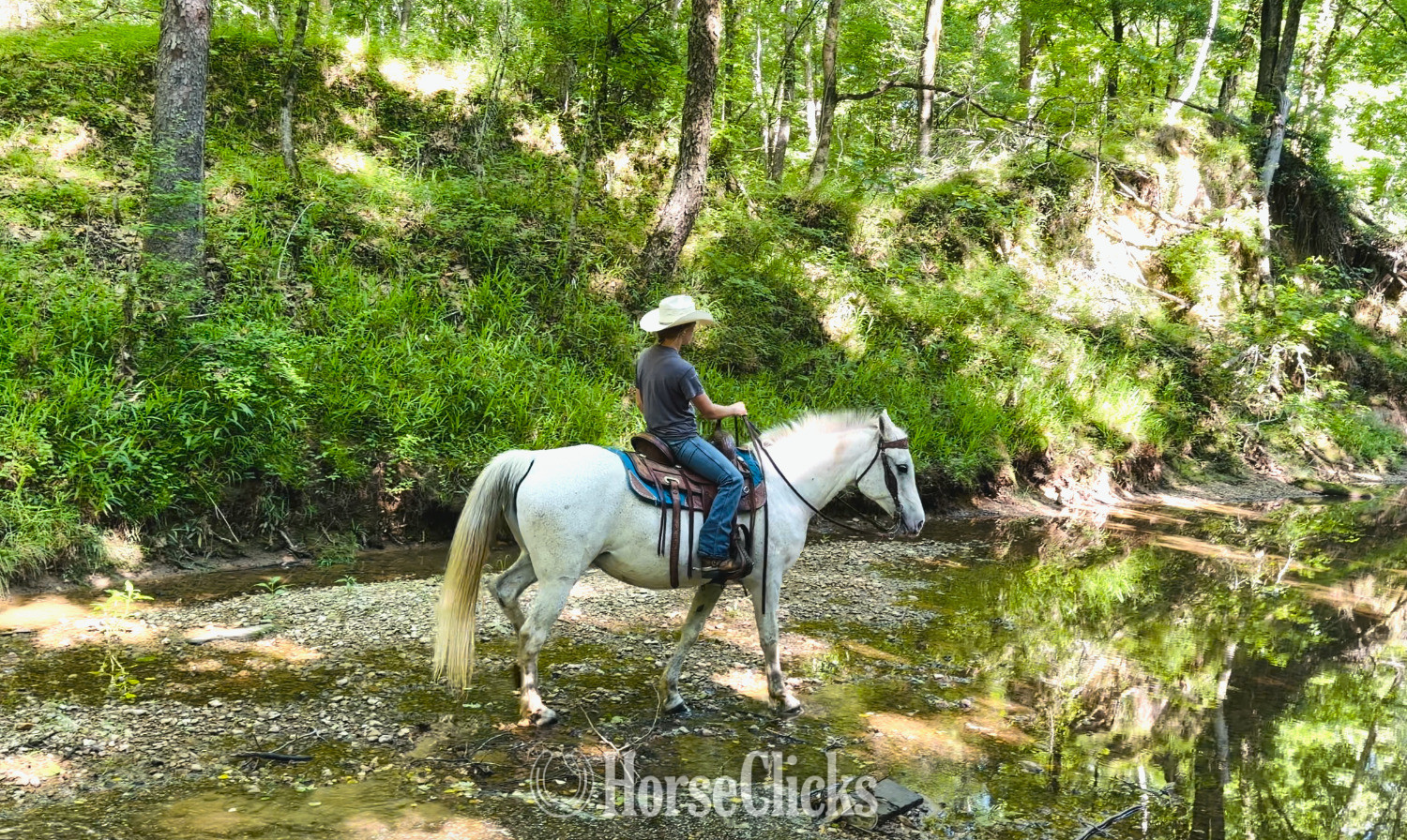 "Delilah" Grey Mare Arabian Cross in Mississippi